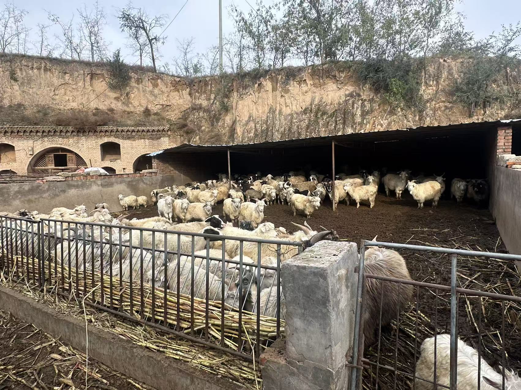 创业新力量｜神木屈小龙合作社：扎根沃土，让农产走的更远
